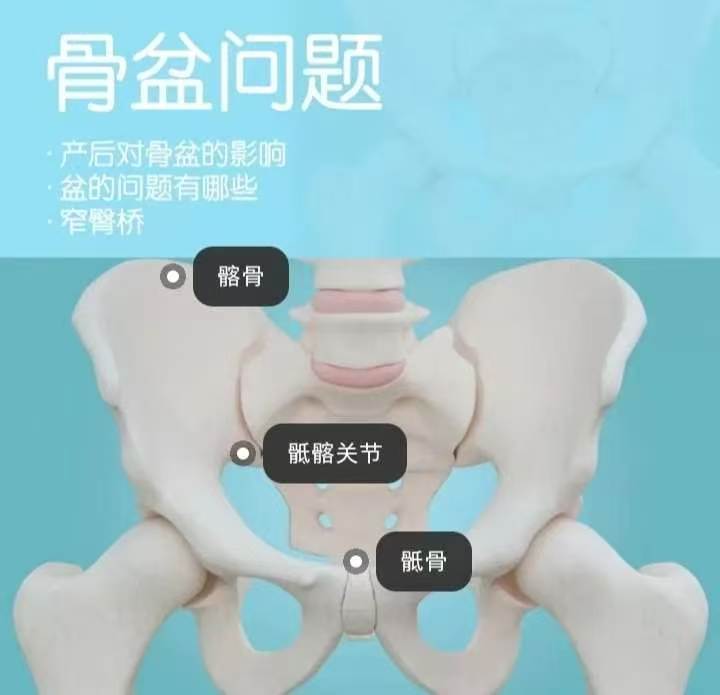 1⃣产后对骨盆的影响