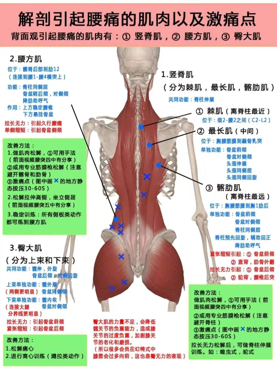 引起腰痛的肌肉
